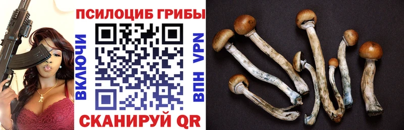 продажа наркотиков Александровск Галлюциногенные грибы Cubensis
